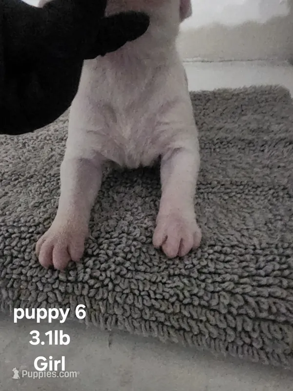 Whitey puppy 6th – American Bully puppy for sale in Dallas, TX