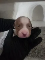 Puppy 4, a male American Bully for sale in Dallas, TX – 4 of 4