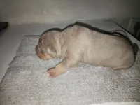 Puppy 5, a male American Bully for sale in Dallas, TX – 4 of 4