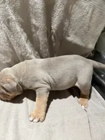 Puppy 5, a male American Bully for sale in Mesquite, TX – 4 of 5