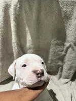 Whitey puppy 6th, a female American Bully for sale in Mesquite, TX – 3 of 3