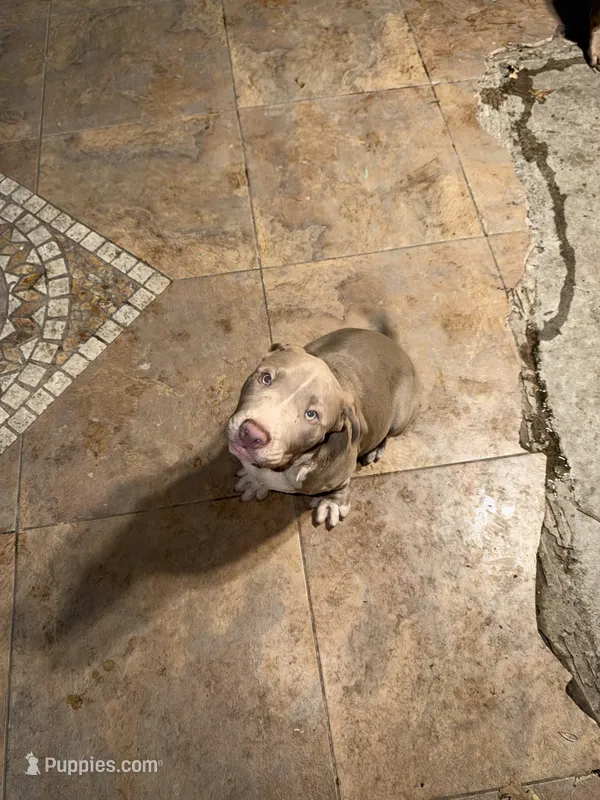 Tom – American Bully puppy for sale in Mesquite, TX