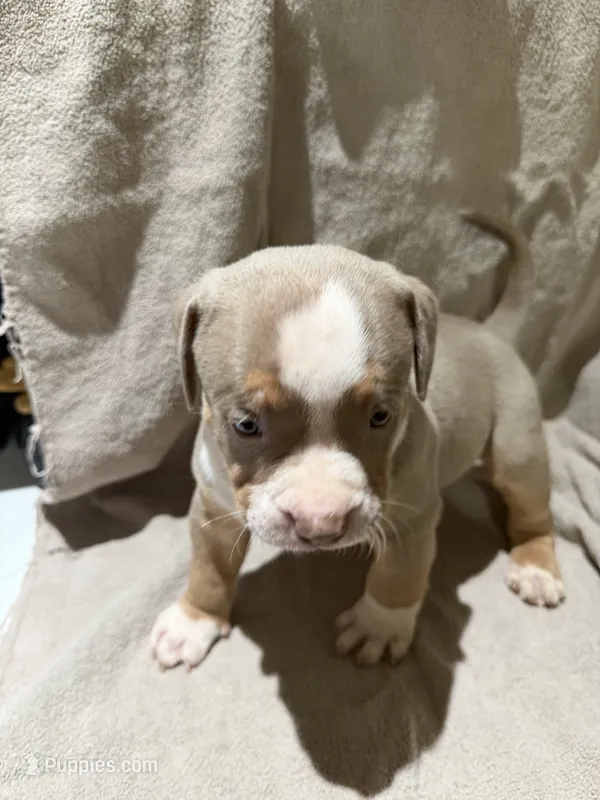 Puppy 4 – American Bully puppy for sale in Mesquite, TX