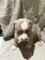 Puppy 4, a male American Bully for sale in Mesquite, TX – 1 of 4