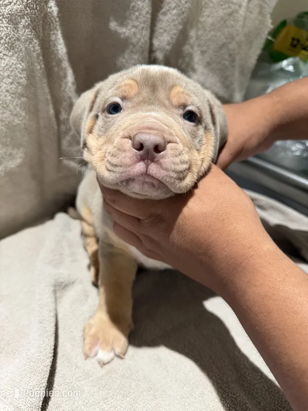 Puppy 5 – American Bully puppy for sale in Mesquite, TX