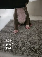 Puppy 3, a female American Bully for sale in Dallas, TX – 3 of 5