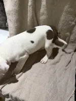 Whitey puppy 6th, a female American Bully for sale in Mesquite, TX – 2 of 3