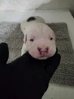 Whitey puppy 6th, a female American Bully for sale in Dallas, TX – 4 of 5