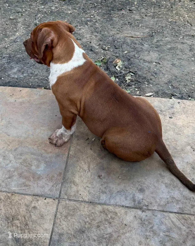 Choclate JR – American Bully puppy for sale in Mesquite, TX