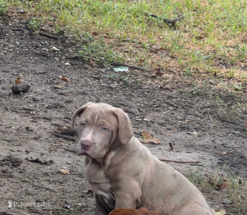Tom – American Bully puppy for sale in Mesquite, TX