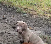 Tom, a male American Bully for sale in Mesquite, TX – 1 of 1