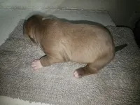 Puppy 3, a female American Bully for sale in Dallas, TX – 5 of 5