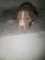 Puppy 1, a male American Bully for sale in Dallas, TX – 4 of 4