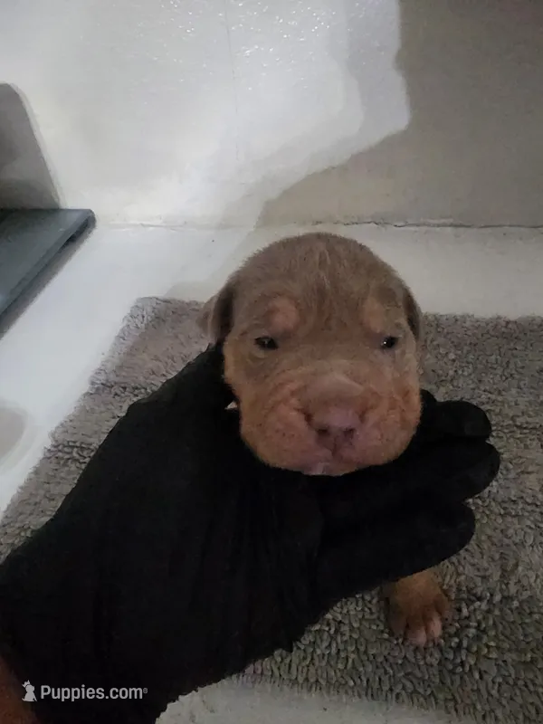 Puppy 5 – American Bully puppy for sale in Dallas, TX