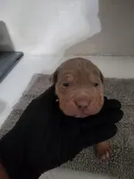 Puppy 5, a male American Bully for sale in Dallas, TX – 1 of 4