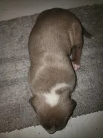 Puppy 1, a male American Bully for sale in Dallas, TX – 3 of 4