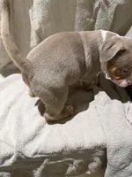 Puppy 4, a male American Bully for sale in Mesquite, TX – 3 of 4