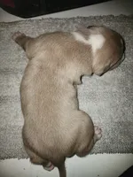 Puppy 1, a male American Bully for sale in Dallas, TX – 2 of 4