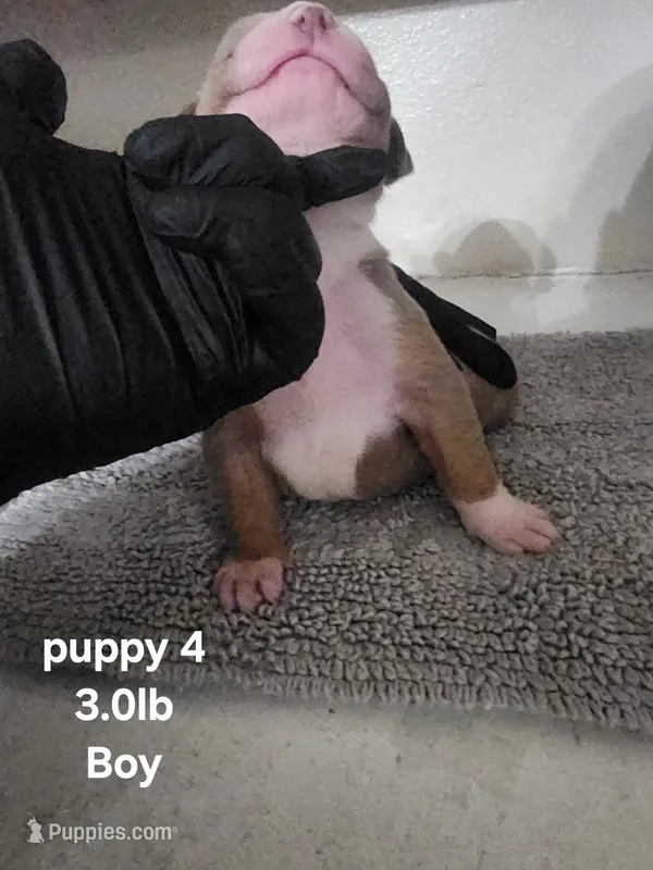 Puppy 4 – American Bully puppy for sale in Dallas, TX