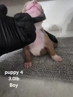 Puppy 4, a male American Bully for sale in Dallas, TX – 1 of 4