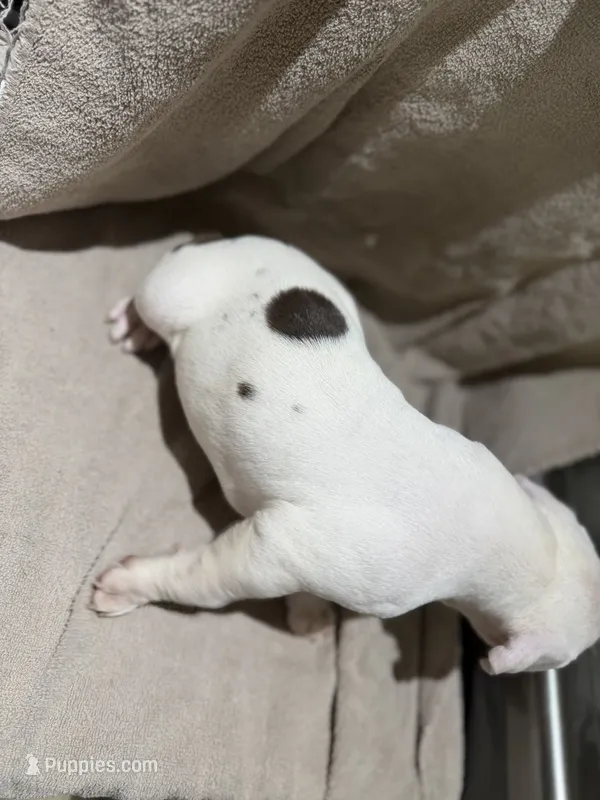 Whitey puppy 6th – American Bully puppy for sale in Mesquite, TX