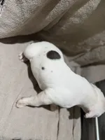 Whitey puppy 6th, a female American Bully for sale in Mesquite, TX – 1 of 3