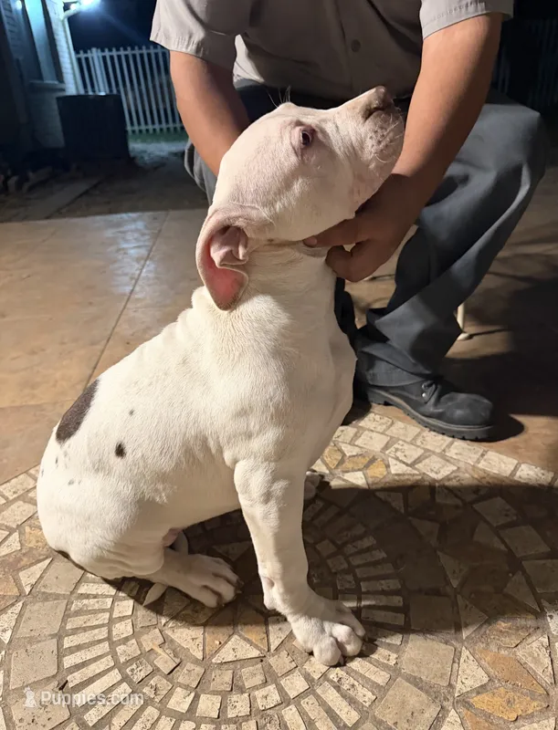 Whitey  – American Bully puppy for sale in Mesquite, TX