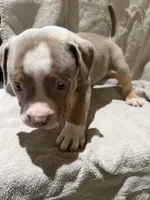 Puppy 4, a male American Bully for sale in Mesquite, TX – 2 of 4