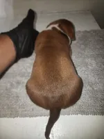 Choclate JR, a male American Bully for sale in Dallas, TX – 2 of 7