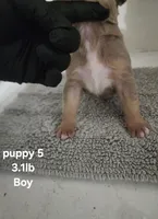 Puppy 5, a male American Bully for sale in Dallas, TX – 3 of 4