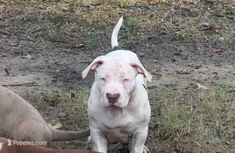 Whitey  – American Bully puppy for sale in Mesquite, TX