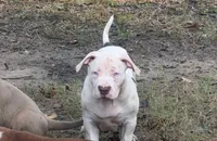 Whitey , a female American Bully for sale in Mesquite, TX – 1 of 1