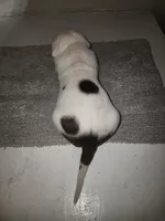 Whitey puppy 6th, a female American Bully for sale in Dallas, TX – 3 of 5