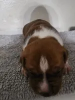 Choclate JR, a male American Bully for sale in Dallas, TX – 7 of 7