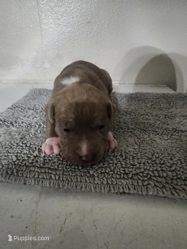 Puppy 3 – American Bully puppy for sale in Dallas, TX