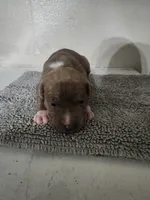 Puppy 3, a female American Bully for sale in Dallas, TX – 1 of 5