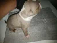 Puppy 4, a male American Bully for sale in Dallas, TX – 2 of 4