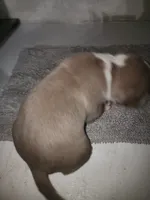 Puppy 4, a male American Bully for sale in Dallas, TX – 3 of 4