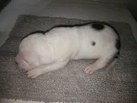 Whitey puppy 6th, a female American Bully for sale in Dallas, TX – 2 of 5