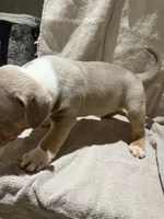 Puppy 4, a male American Bully for sale in Mesquite, TX – 4 of 4