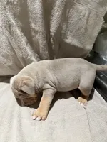 Puppy 5, a male American Bully for sale in Mesquite, TX – 5 of 5