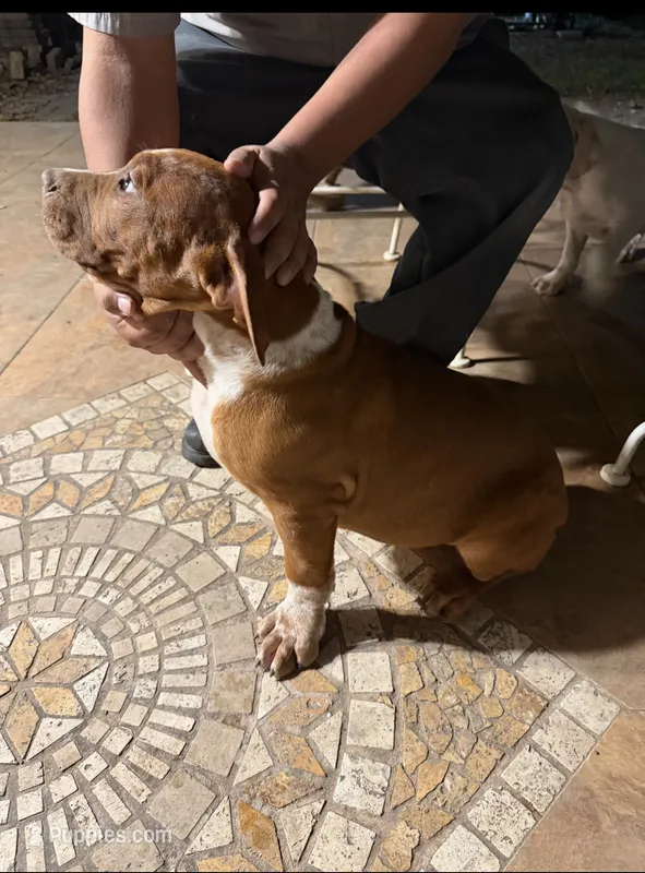 Choclate JR – American Bully puppy for sale in Mesquite, TX
