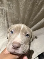 Puppy 1, a male American Bully for sale in Mesquite, TX – 2 of 3