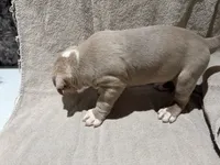 Puppy 1, a male American Bully for sale in Mesquite, TX – 3 of 3