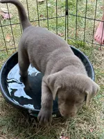 White, a female Labrador Retriever for sale in Kennesaw, GA – 7 of 10