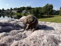 White, a female Labrador Retriever for sale in Kennesaw, GA – 3 of 10