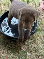 Red, a male Labrador Retriever for sale in Kennesaw, GA – 2 of 8