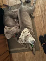 Grey, a male Labrador Retriever for sale in Kennesaw, GA – 6 of 6
