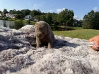 Pink, a female Labrador Retriever for sale in Kennesaw, GA – 5 of 6