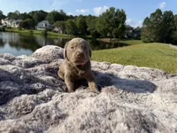 Pink, a female Labrador Retriever for sale in Kennesaw, GA – 4 of 6
